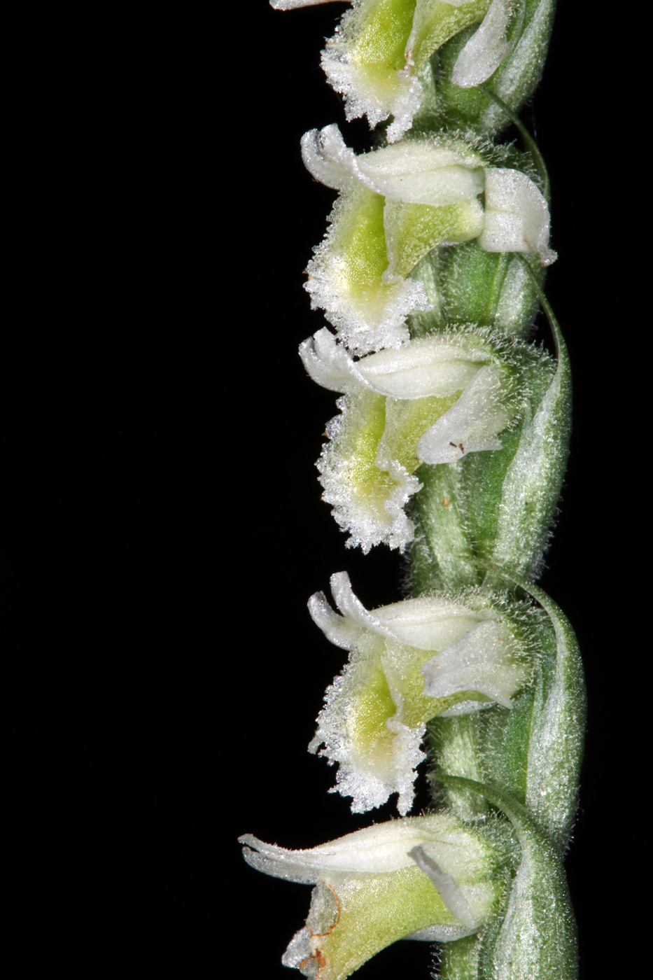 Image of Spiranthes spiralis specimen.