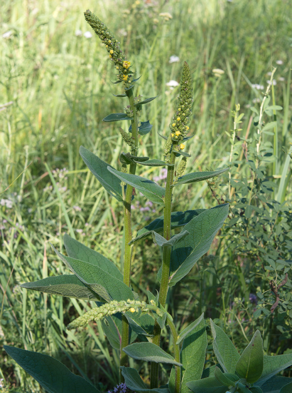 Image of Verbascum nigrum specimen.