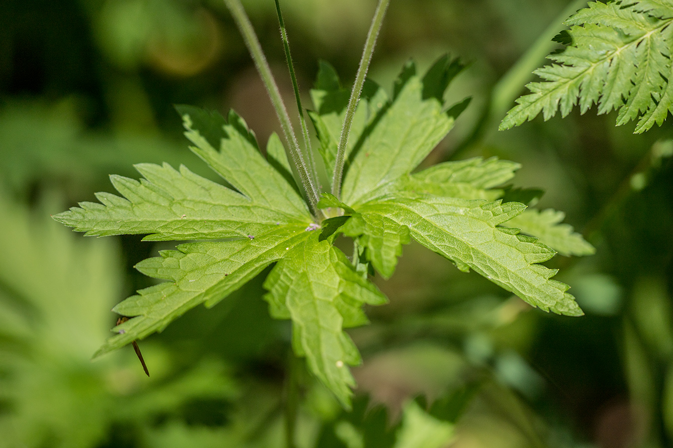 Изображение особи Geranium sylvaticum.