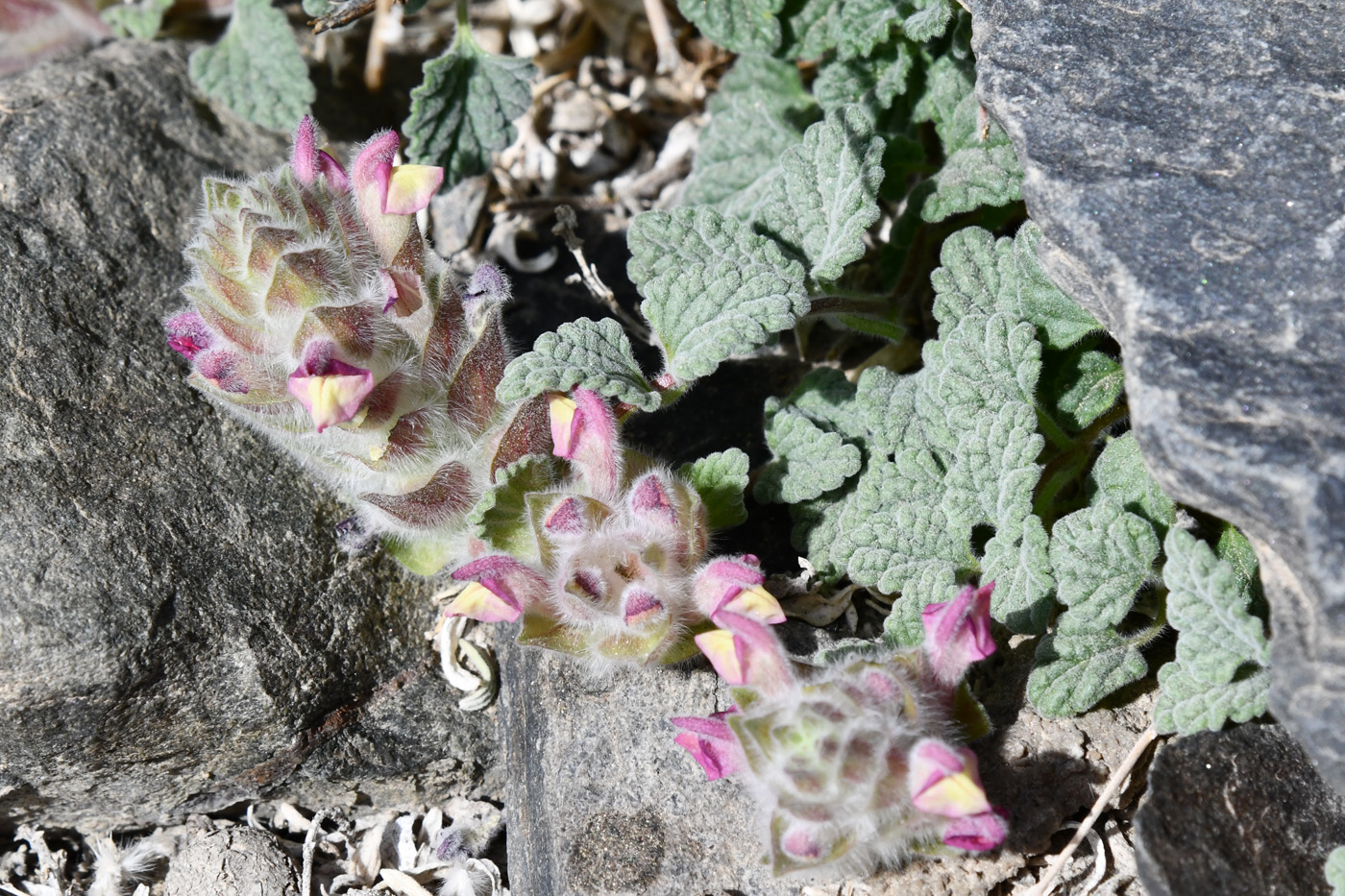 Image of Scutellaria pamirica specimen.