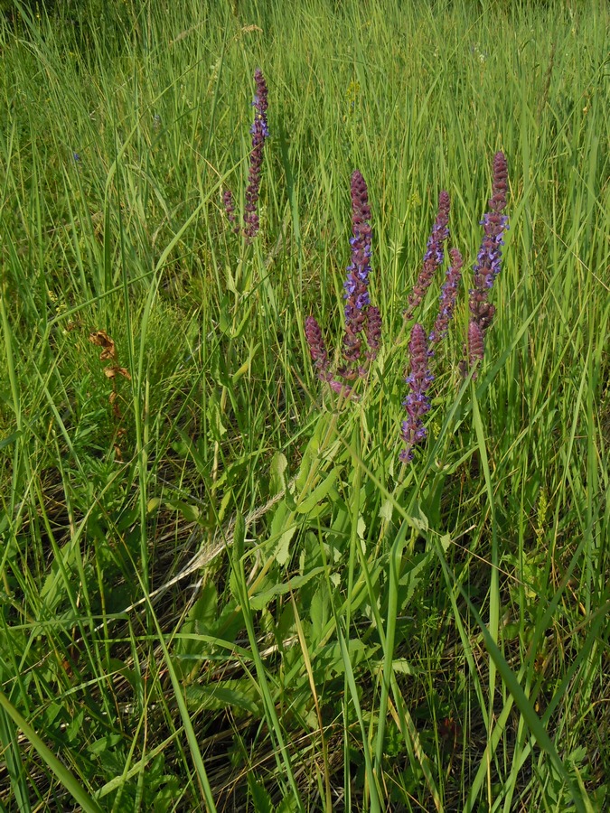 Изображение особи Salvia tesquicola.