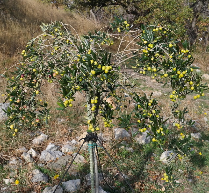 Image of Olea europaea specimen.