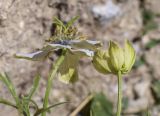 Nigella gallica. Распустившийся и распускающийся цветки. Испания, автономное сообщество Каталония, провинция Жирона, комарка Рипольес, муниципалитет Сеткасес, окр. курорта \"Вальтер 2000\", ≈2200 м н.у.м., среди блоков подпорной стены у дороги. 11.08.2024.