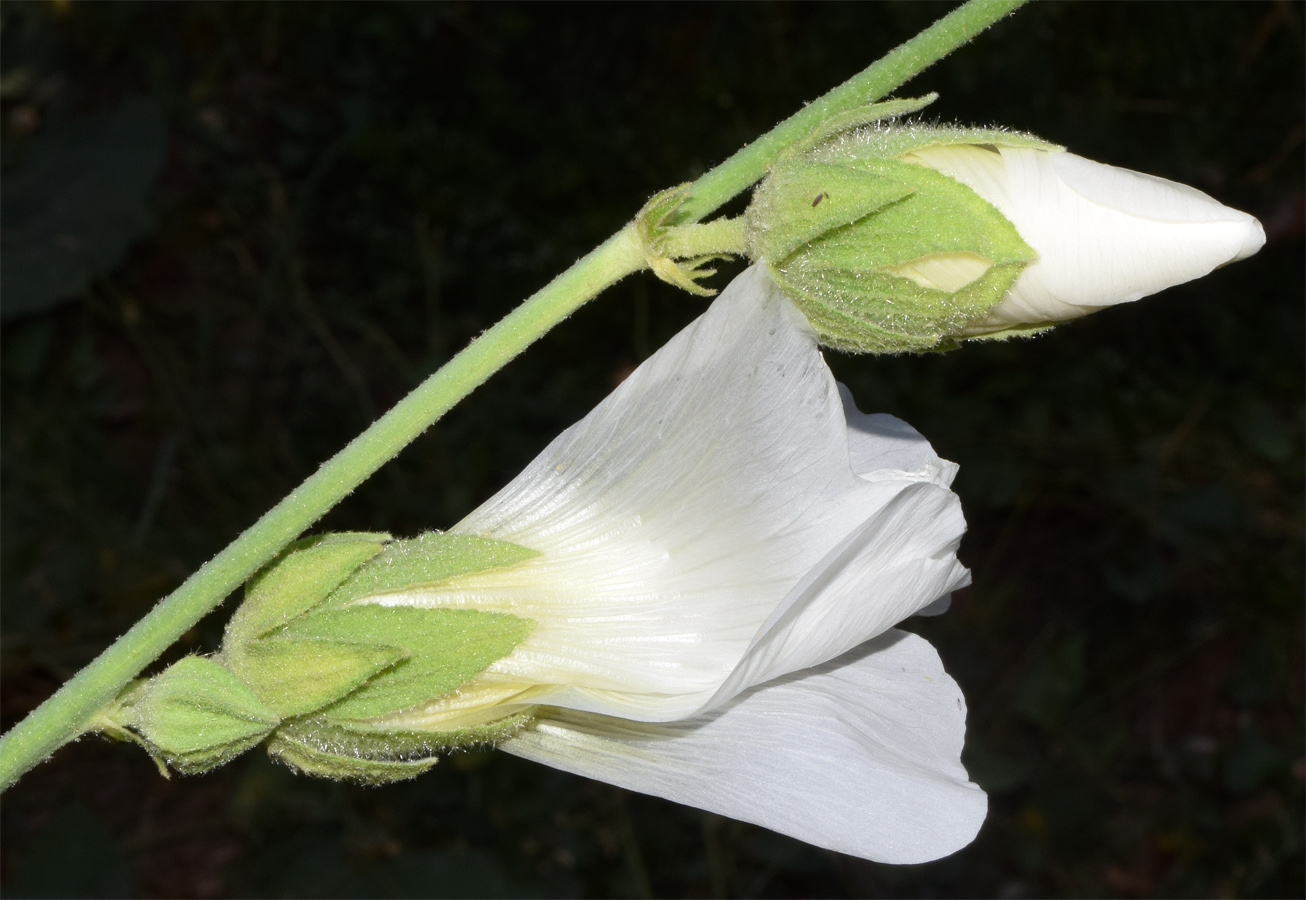 Image of Alcea nudiflora specimen.