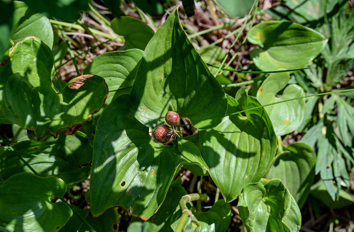 Image of Maianthemum dilatatum specimen.