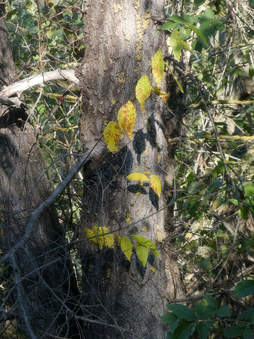 Изображение особи Ulmus pumila.