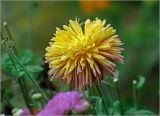 Chrysanthemum indicum. Соцветие. Московская обл., Раменский р-н, окр. дер. Хрипань, садовый участок. 12.09.2024.