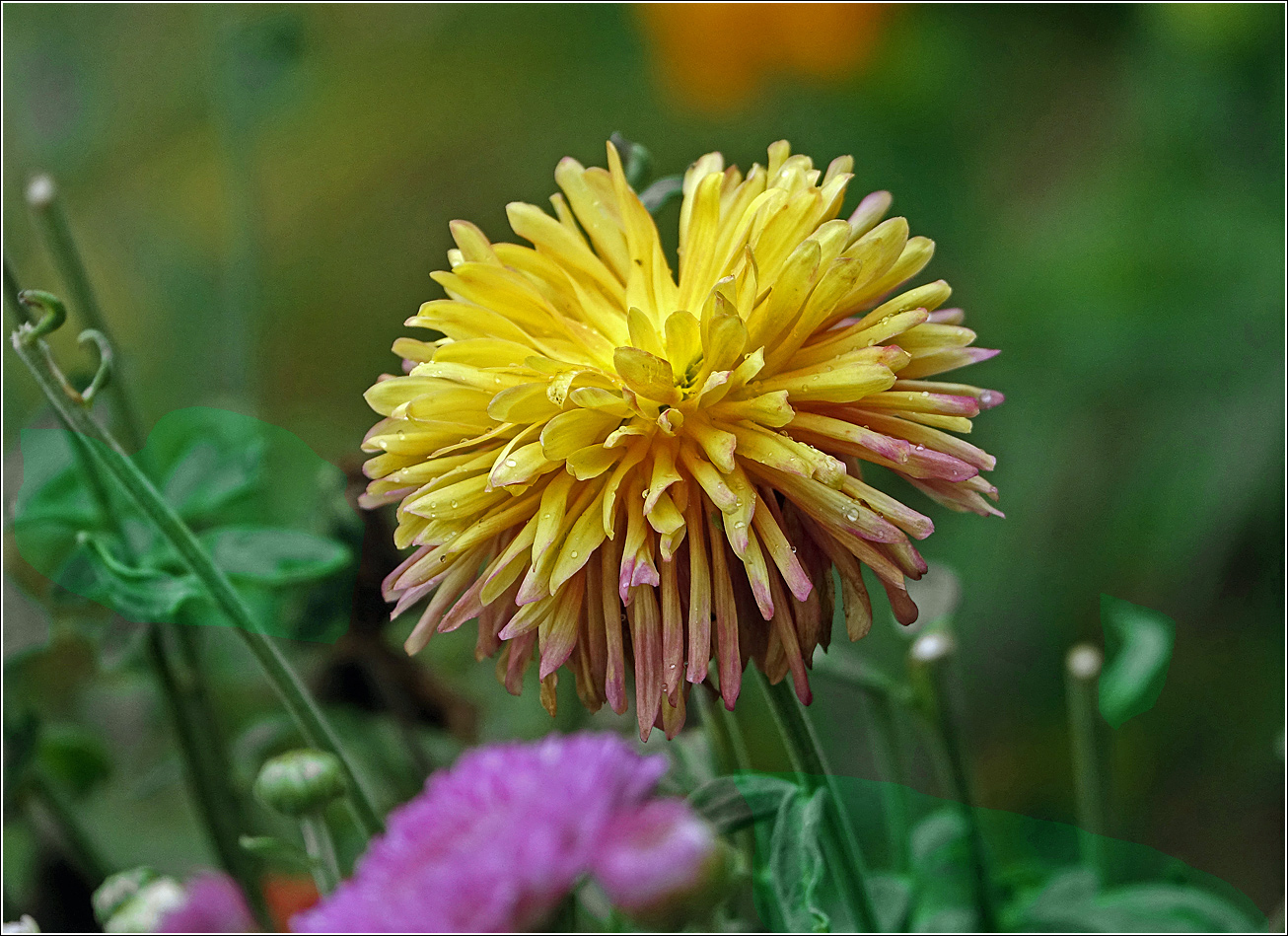 Image of Chrysanthemum indicum specimen.