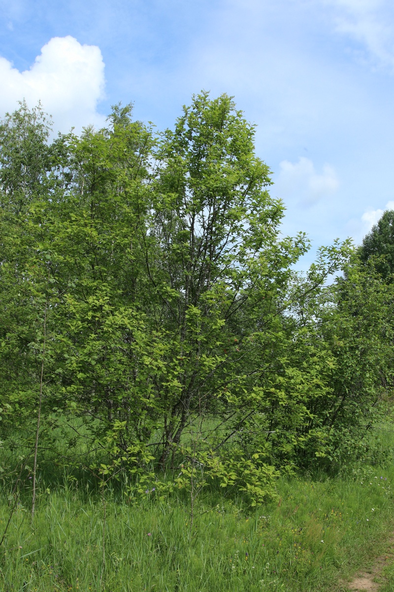 Изображение особи Frangula alnus.