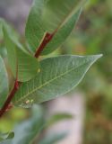 Salix pentandrifolia. Лист. Кабардино-Балкария, Эльбрусский р-н, Терскольский лес, окраина поляны рядом с ручьём. 26 августа 2023 г.