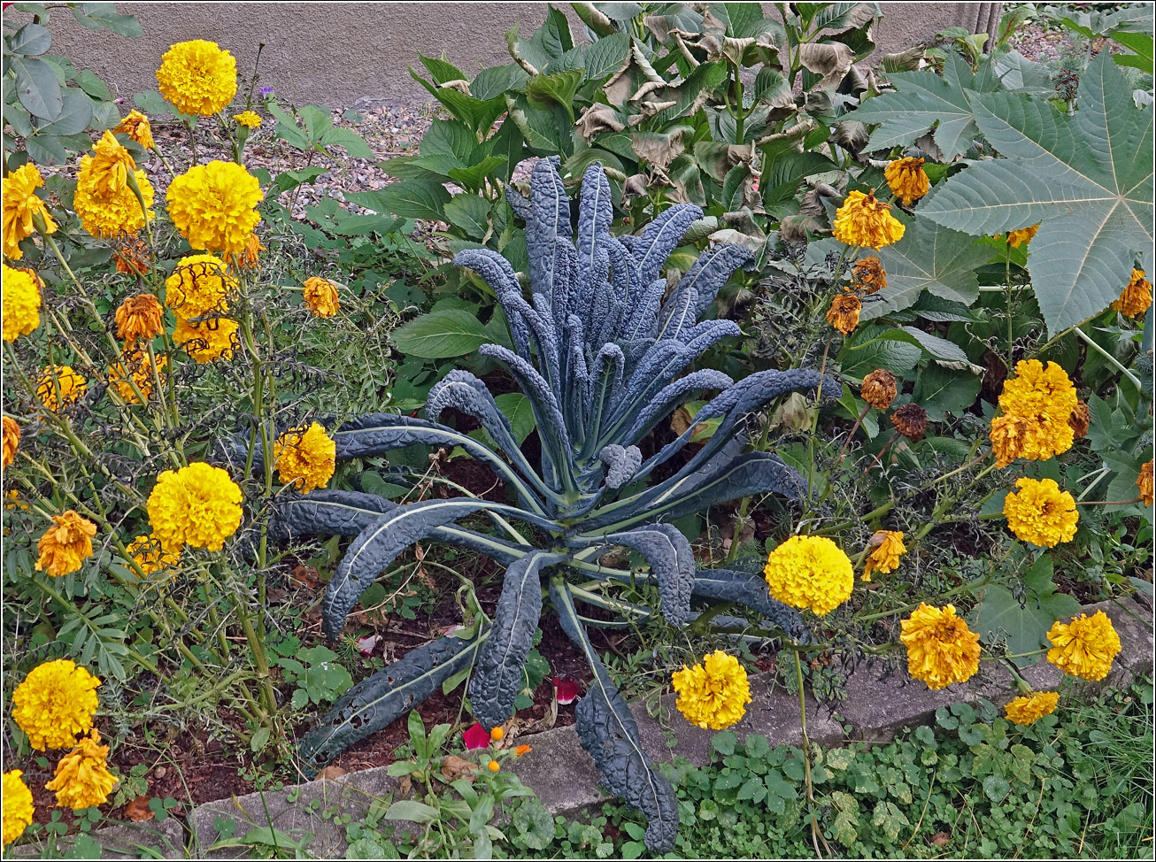 Изображение особи Brassica oleracea.