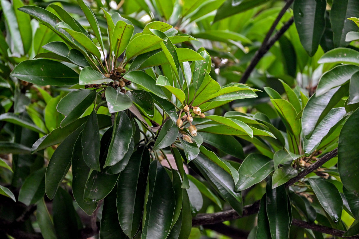 Image of Manilkara zapota specimen.