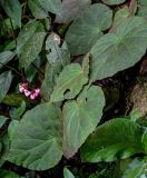 Begonia guangxiensis