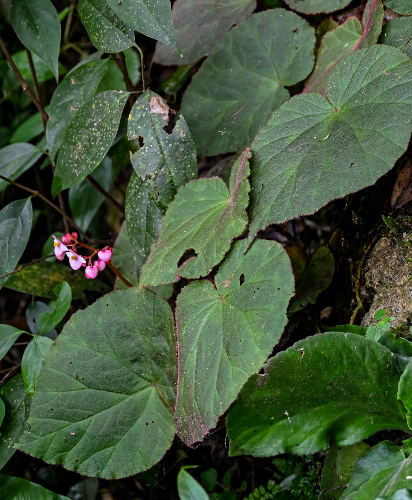 Изображение особи род Begonia.