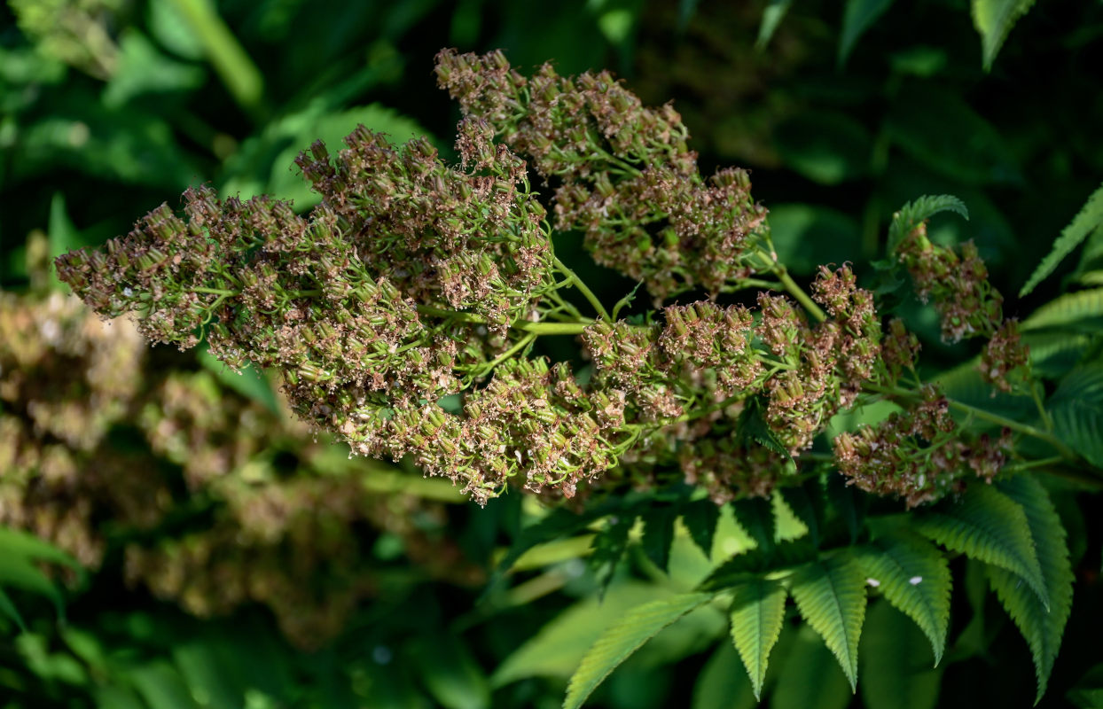 Image of Sorbaria sorbifolia specimen.