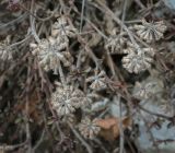 род Thymus