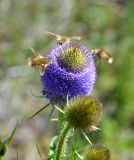 Смотреть изображение Dipsacus gmelinii