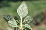 View full-size image Amaranthus blitum
