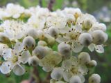 Sorbus sibirica. Цветки и бутоны. Коми, Интинский р-н, пос. Желанный, Приполярный Урал, долина р. Балбанью, берег руч. Каменистого. 18.07.2010.