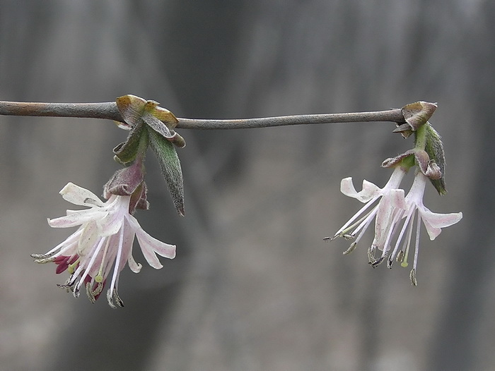 Image of Lonicera praeflorens specimen.