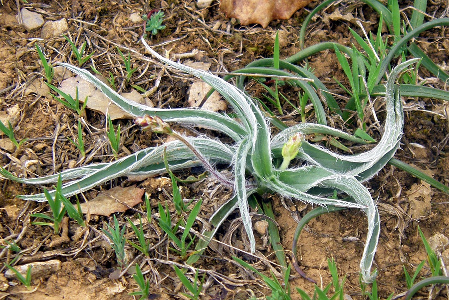 Image of Plantago monosperma ssp. discolor specimen.