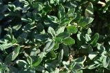 View full-size image genus Polygonum