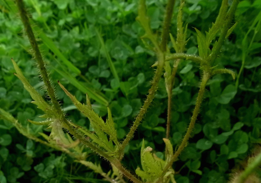 Image of Papaver rhoeas specimen.