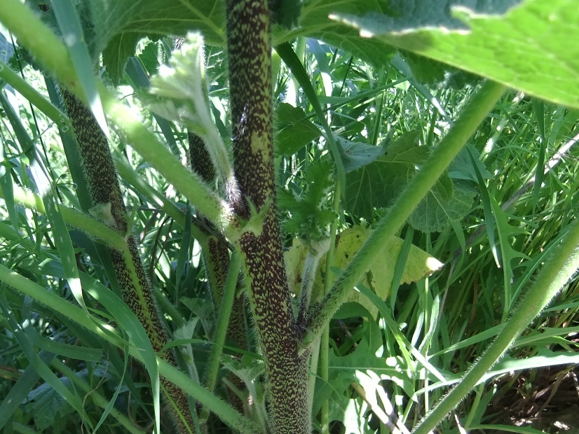 Image of Alcea rugosa specimen.