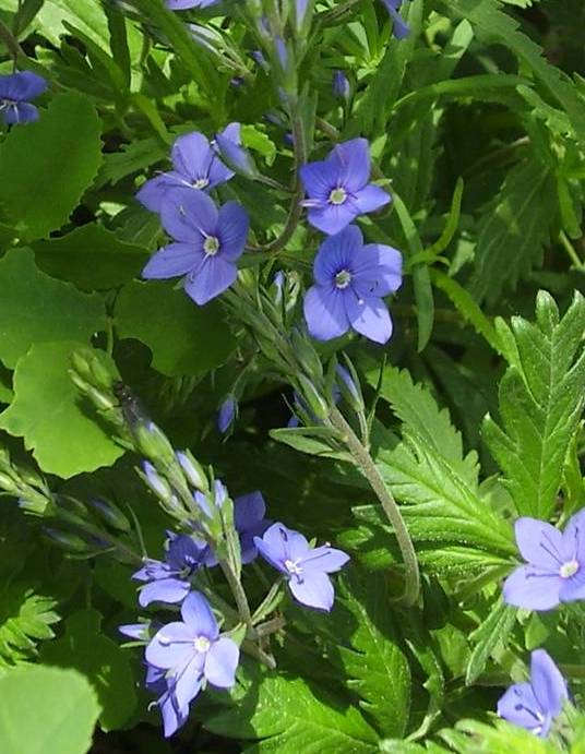 Image of Veronica krylovii specimen.