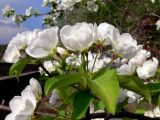 Malus domestica subspecies cerasifera. Соцветия. Свердловская обл., окр. г. Североуральск, правый берег канала Дублёр. 03.06.2011.