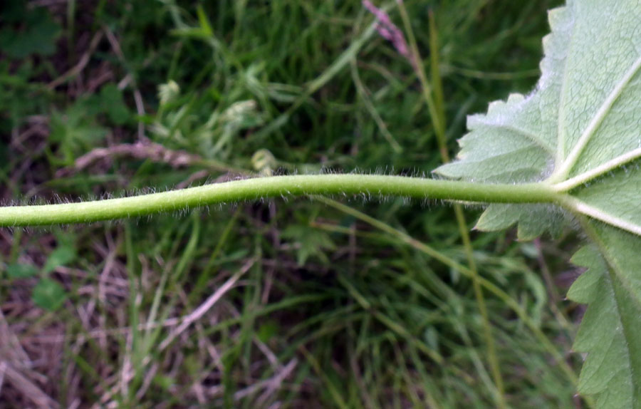 Изображение особи род Alchemilla.