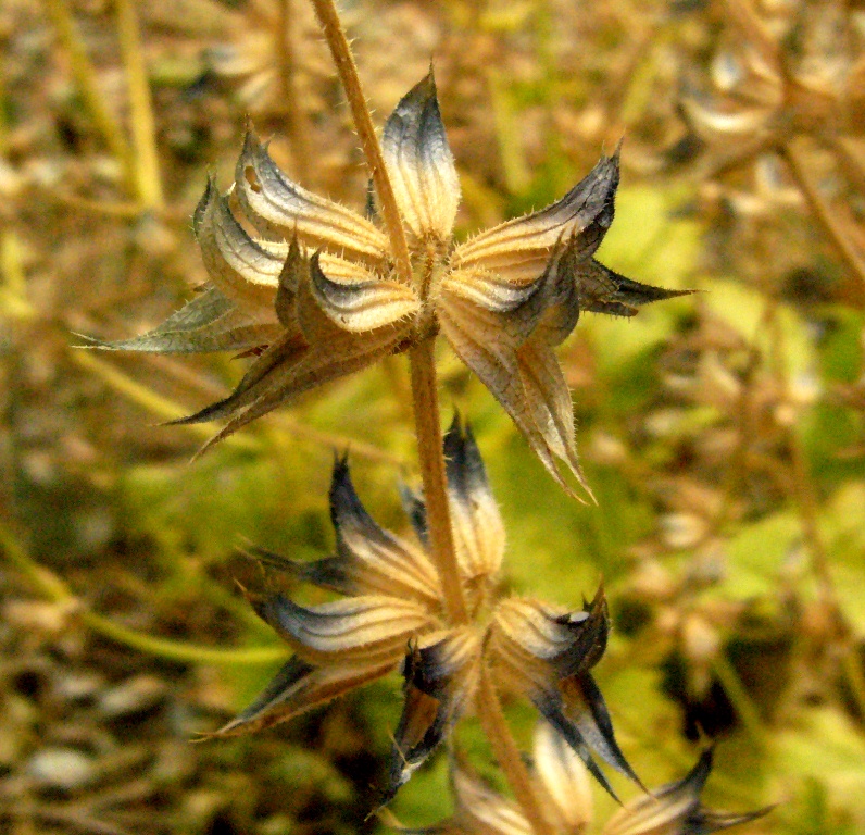 Image of Salvia turcomanica specimen.