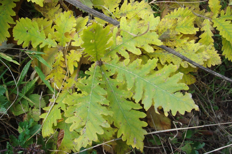 Изображение особи Quercus macranthera.