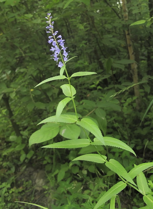 Image of Veronica longifolia ssp. exortiva specimen.