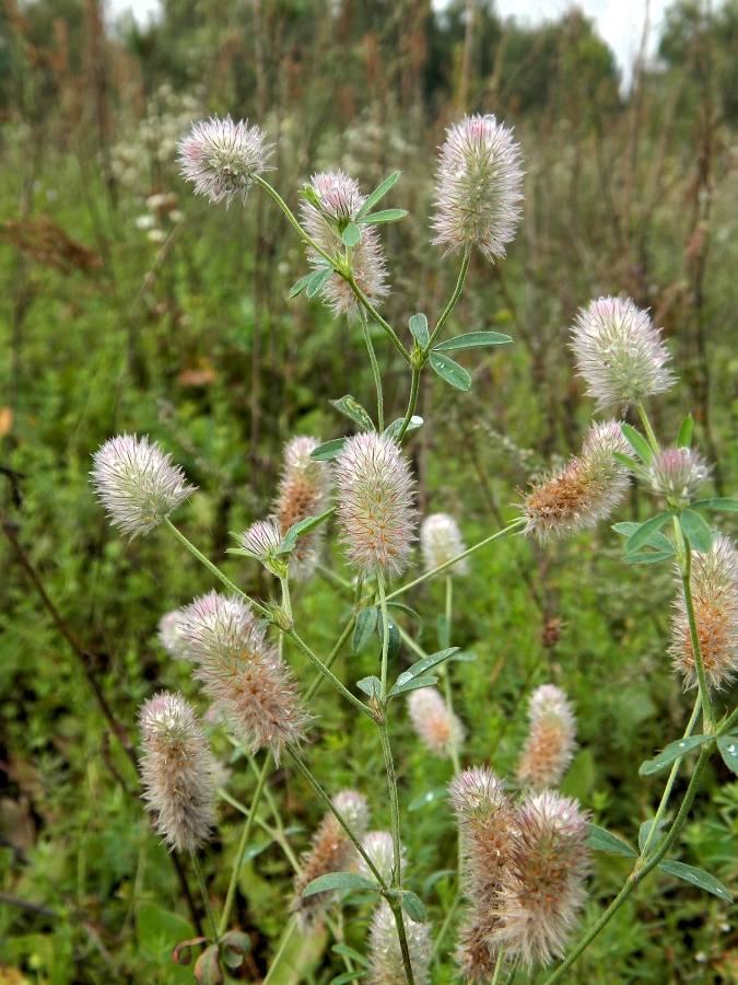 Image of Trifolium arvense specimen.