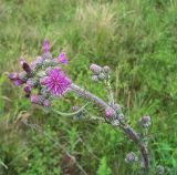 Cirsium palustre. Верхушка цветущего растения. Курская обл., Фатежский р-н, с. Игино, окр. Железногорского (Копёнского) вдхр. 12 июня 2007 г.