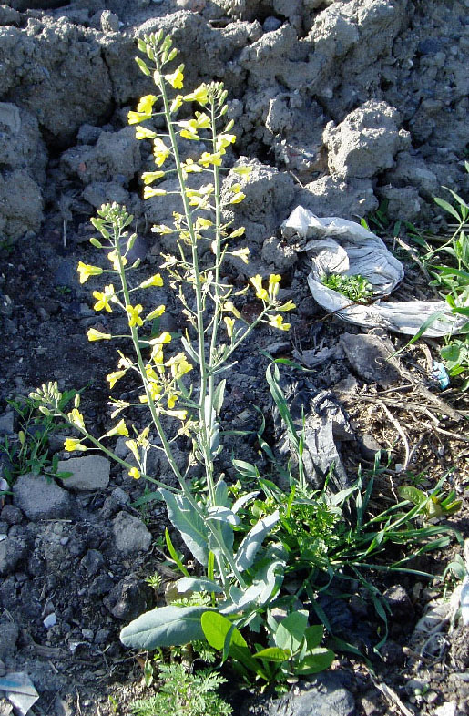 Изображение особи Brassica napus.