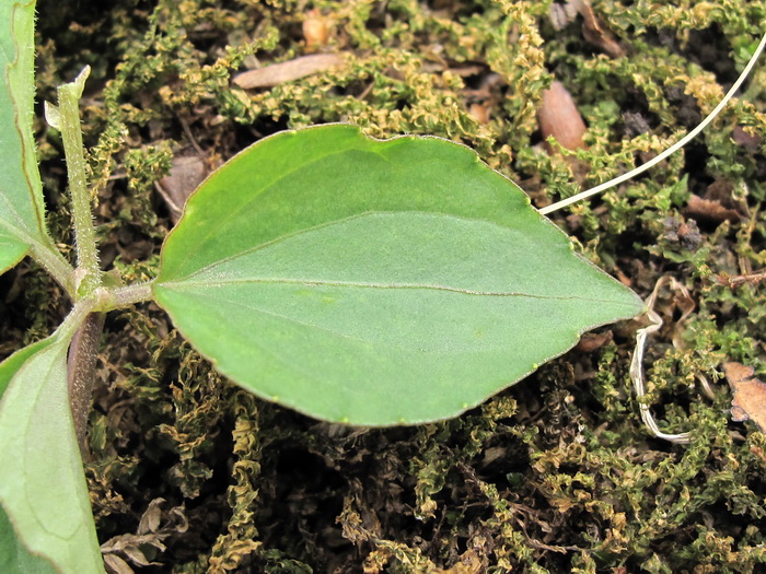 Image of Viola xanthopetala specimen.