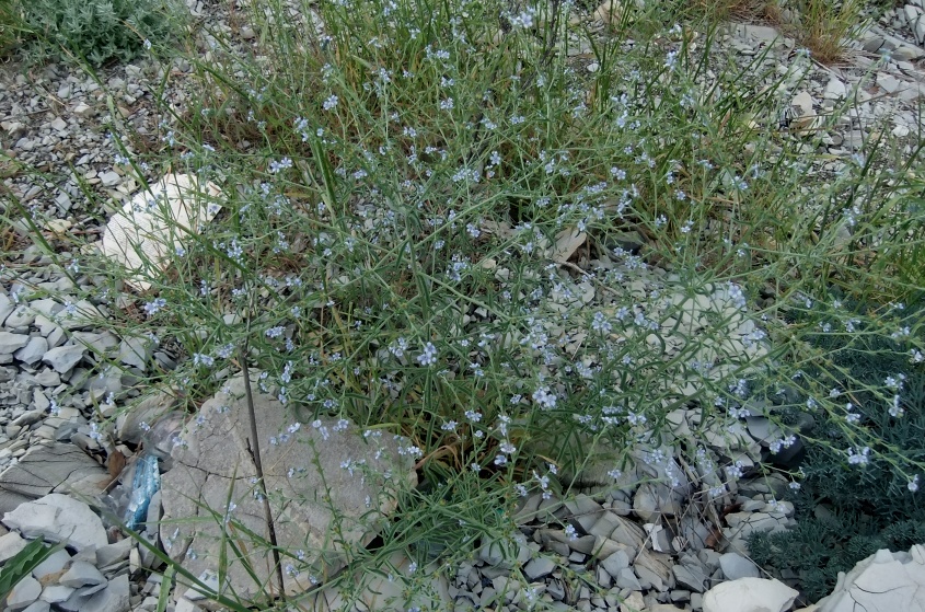 Image of Lappula barbata specimen.