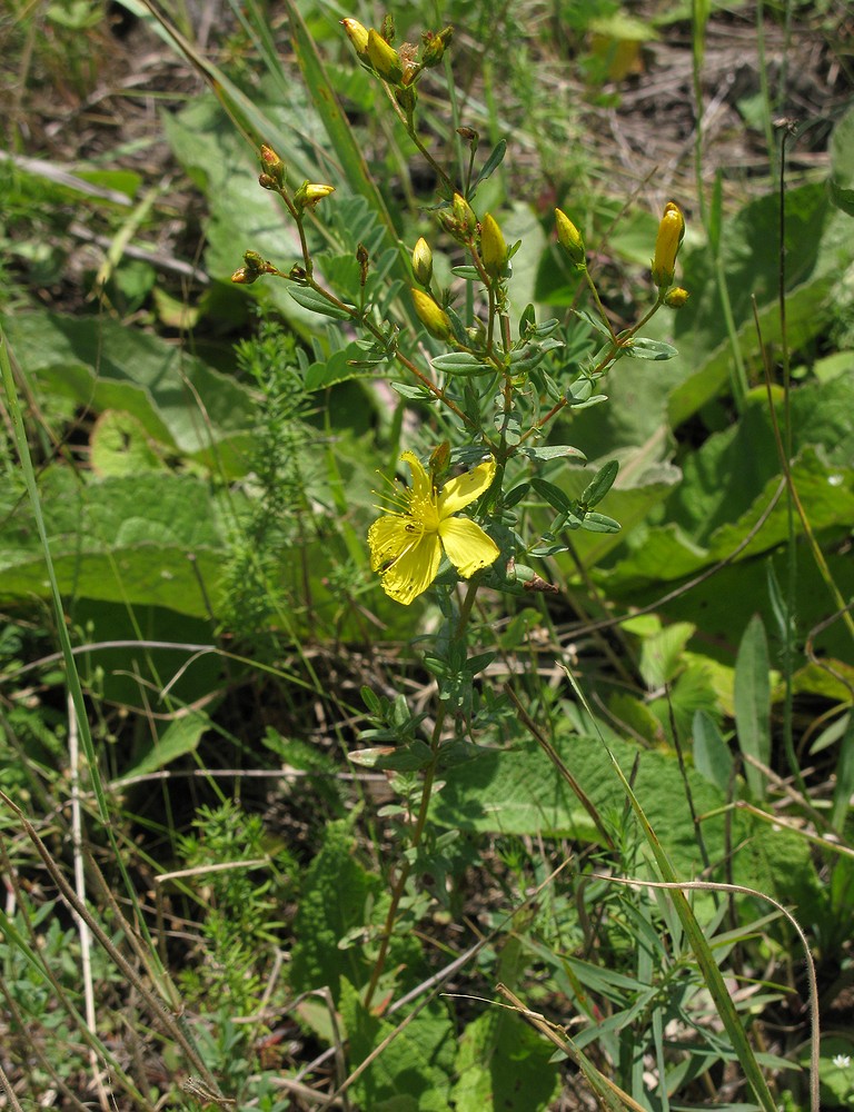 Изображение особи Hypericum elegans.