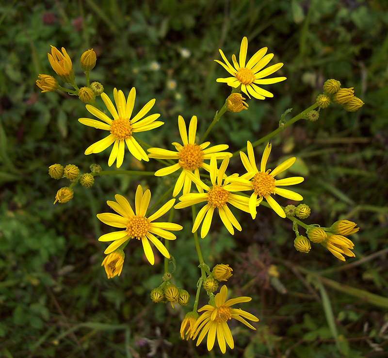 Image of Senecio jacobaea specimen.