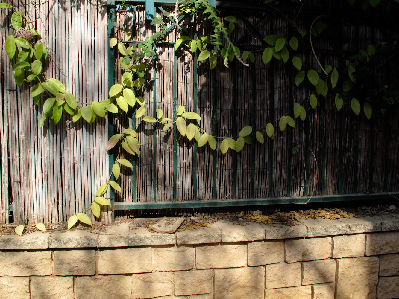 Image of Hoya carnosa specimen.