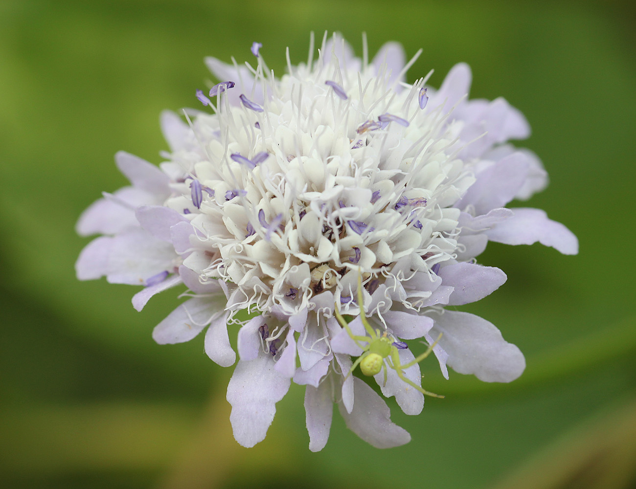 Image of Cephalaria transsylvanica specimen.