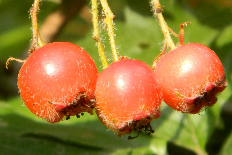 Image of Crataegus maximowiczii specimen.