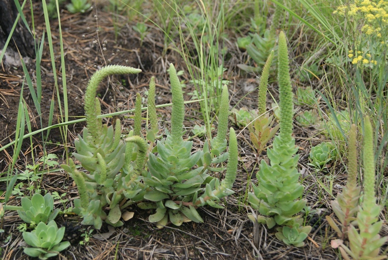 Image of Orostachys malacophylla specimen.