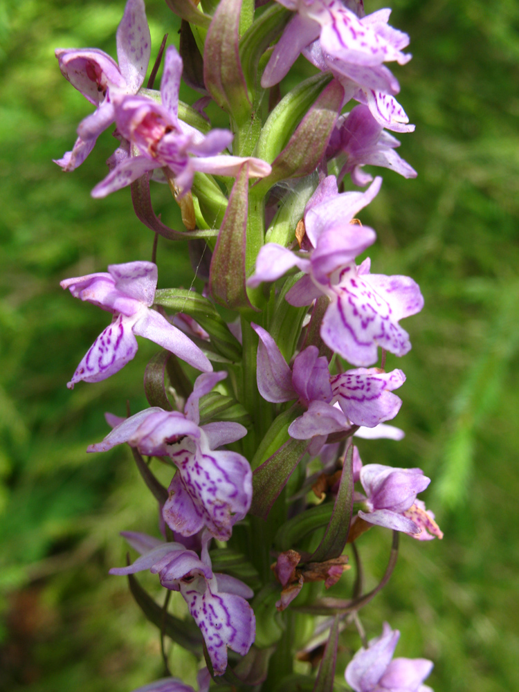 Изображение особи Dactylorhiza baltica.