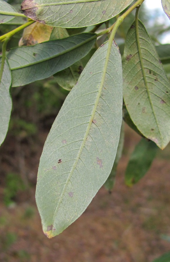 Image of Salix gmelinii specimen.