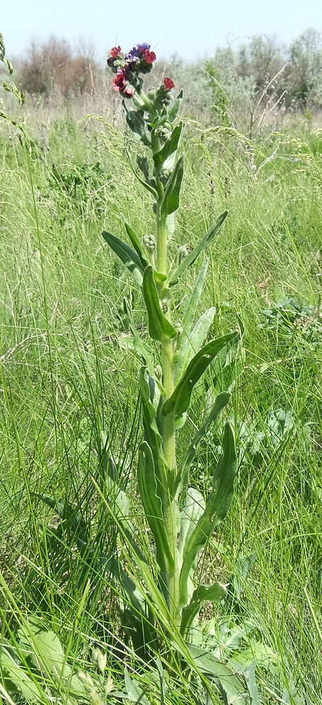 Image of Cynoglossum officinale specimen.