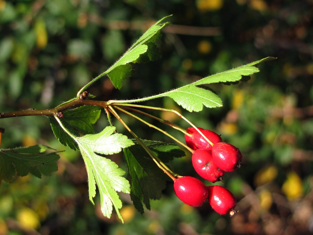 Image of Crataegus microphylla specimen.