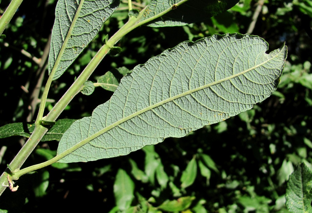 Image of Salix cinerea specimen.